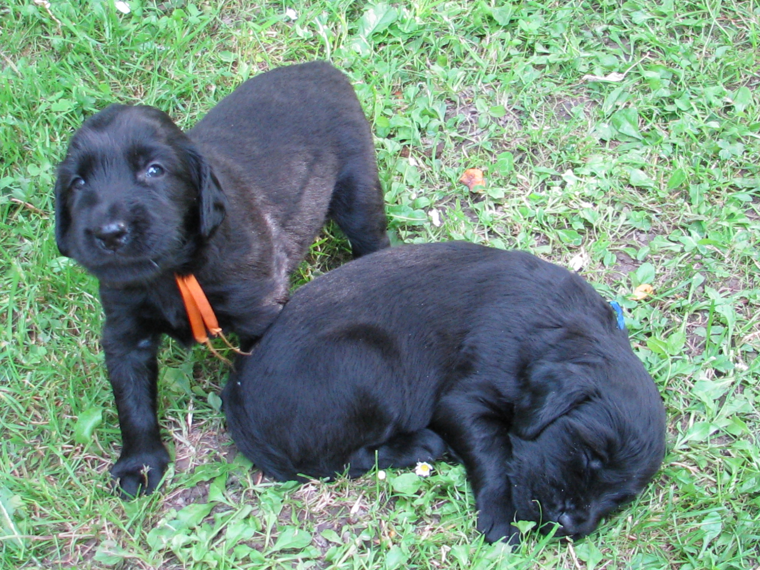 22) 18. 6. 2009 Oranžový Paroubek- přezdívka